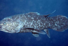 Ini Dia Spesies Ikan Purba yang Masih Bertahan Sampai Sekarang, Apa Saja ?