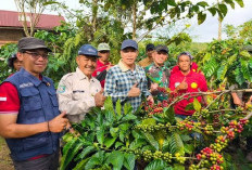 Pemprov Bengkulu Gerakkan Program Tanam Kopi di Pinggiran Hutan
