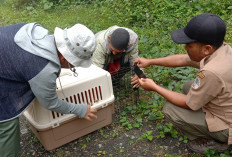 870 Satwa Dilepasliarkan ke Habitat Aslinya