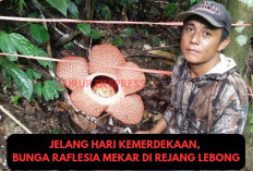 Jelang Puncak Kemerdekaan RI ke 79, Bunga Rafflesia Mekar Sempurna di Rejang Lebong