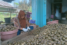 Petani Kolang Kaling Harapkan Harga Jual Tetap Bertahan