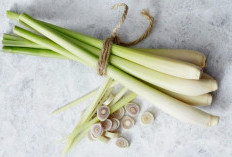 Rahasia Sehat dengan Serai, Herbal Alami yang Menyegarkan dan Menyehatkan 