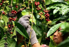 Inilah Deretan Negara Penghasil Kopi Terbaik di Dunia, Miliki Cita Rasa yang Khas