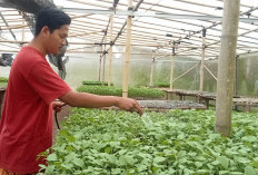 Sehati Agro Utama, Jual Bibit Sayuran Berkualitas di Kepahiang