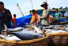 Tangkapan Ikan Nelayan Meningkat