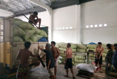 Harga Terus Menurun, Ini Penjelasan Tauke Kopi di Curup