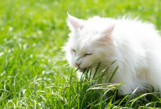 Inilah Bahaya Jika Kucing Sering Makan Rumput dan Cara Mengatasinya