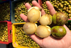 Lebih dari Sekadar Buah: Mengenal Lebih Dekat Matoa