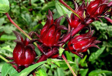 7 Jenis Bunga Cantik yang Aman Dikonsumsi dan Kaya Manfaat Kesehatan !