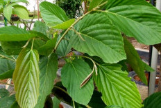 Penelitian UNAIR Temukan Senyawa Antikanker Unik dalam Daun Apa-apa ! Ini Penjelasannya