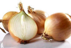 5 Mitos Tentang Bawang Bombai yang Masih Banyak Dipercaya, Ternyata Salah !