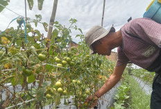 Petani Ngeluh, Harga Tomat Turun