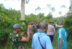 Kemunculan 2 Beruang Madu di Perkebunan Buat Heboh Warga Rejang Lebong, Disini Lokasinya!