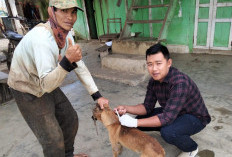 Dosis Vaksin HPR di Rejang Lebong Jumlahnya Segini!