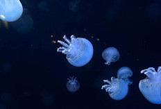 Fakta Menarik ! Ini Alasan Hewan Tanpa Otak Tetap Bisa Bergerak dan Beradaptasi