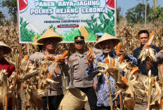 Polres Rejang Lebong Panen Jagung Serentak di Air Meles Atas, Hasilkan 3 Ton Jagung