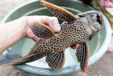 Ikan Sapu-Sapu Jadi Ancaman Serius, BRIN Ungkap Dampak Buruk bagi Lingkungan dan Manusia