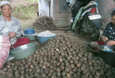 Jelang Ramadan, Produksi Kolang Kaling Makin Meningkat