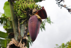 Ternyata Jantung Pisang Milik Banyak Khasiat, Salah Satunya Dapat Menurunkan Kolestrol