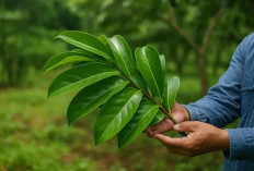 Bebas Ambeien Secara Alami, 5 Tanaman Herbal Ini Terbukti Manjur