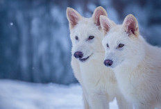 Kebangkitan Serigala Purba! Dire Wolf Kembali Setelah 10.000 Tahun Punah