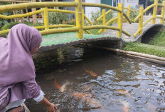 Tahukah Kamu, Ini 6 Manfaat Memiliki Kolam Ikan Hias di Rumah! 