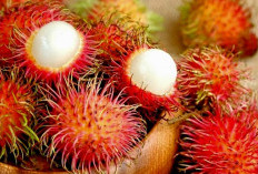 Menarik ! Inilah Manfaat yang Ditawarkan Buah Rambutan Bagi Penggemarnya