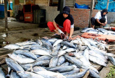 Seperti Apa Peluang dan Tantangan UMKM Pengolahan Hasil Laut di Bengkulu Jika Dilihat dari SDA dan SDM nya ?