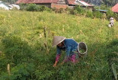 Petani Cabai Rawit Keluhkan Serangan Hama Fusarium
