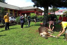 Kurban Perdana di Sekolah, Guru Antusias