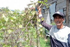 Petani Palawija Harapkan Serangan Hama Sayuran Segera Menurun