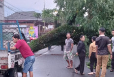  Curup Waspada Pohon Tumbang, Banjir dan Longsor