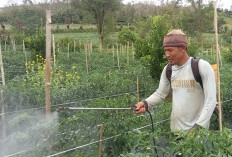 Cuaca Ekstrem, Petani Cabai di Rejang Lebong Tingkatkan Perawatan Tanaman