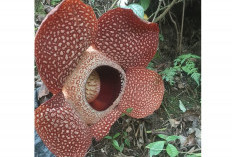 Rafflesia Mulai Bermekaran di Bermani Ulu