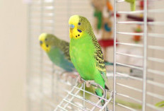 Ingin Burung Peliharaan Aktif dan Sehat ? Berikan Buah-Buahan Ini !