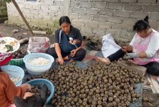 Hasil Panen Menurun, Harga Kolang Kaling Naik