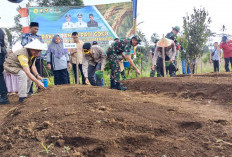 Pemkab Tanam Padi Gogo di Desa Kampung Melayu