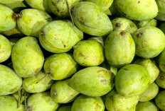 Jangan Salah Pilih ! Ini Ciri-Ciri Mangga Matang dan Manis yang Wajib Kamu Tahu
