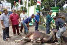 Kemenag Bagikan 1.700 Kantong Daging Qurban