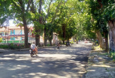 Pohon Tua di Jalan Sukowati Dinilai Membahayakan, DPRD Desak DLH Segera Bertindak