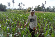 Akhir Tahun, Harga Jagung Manis Masih Murah