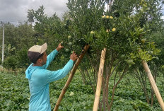 Petani Jeruk BW Keluhkan Pupuk Langka 