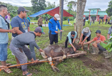 Ponpes Darul Ma'arif Rejang Lebong Potong 4 Ekor Hewan Kurban