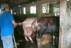 Jelang Idul Adha, Harga Sapi Dibanderol Mulai Rp 16 Juta per Ekor