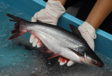 Ternyata Bukan Diberi Jeruk Nipis, Ini Trik Hilangkan Bau Tanah Ikan Patin