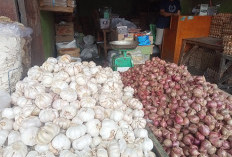 Harga Bawang Merah Padang di Curup Masih Tinggi, Capai Rp 45 Ribu per Kilogram