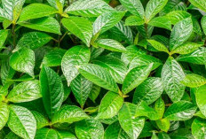 Rahasia Herbal Nusantara dari Daun Keji Beling, Ini Fakta Sehatnya !