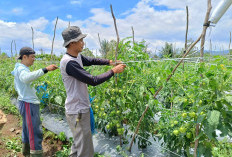 Harga Tomat di Pasaran Mendadak Naik