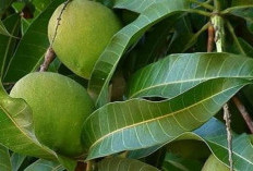 Ternyata Daun Mangga Punya Banyak Manfaat Bagi Kesehatan, Apa Saja?