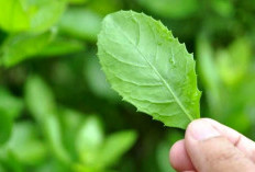 Rasakan Khasiat Luar Biasa Daun Beluntas, Herbal Sederhana yang Kaya Gizi 